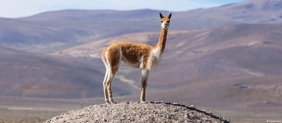 El tejido Vicuña, elegancia y sostenibilidad en la moda